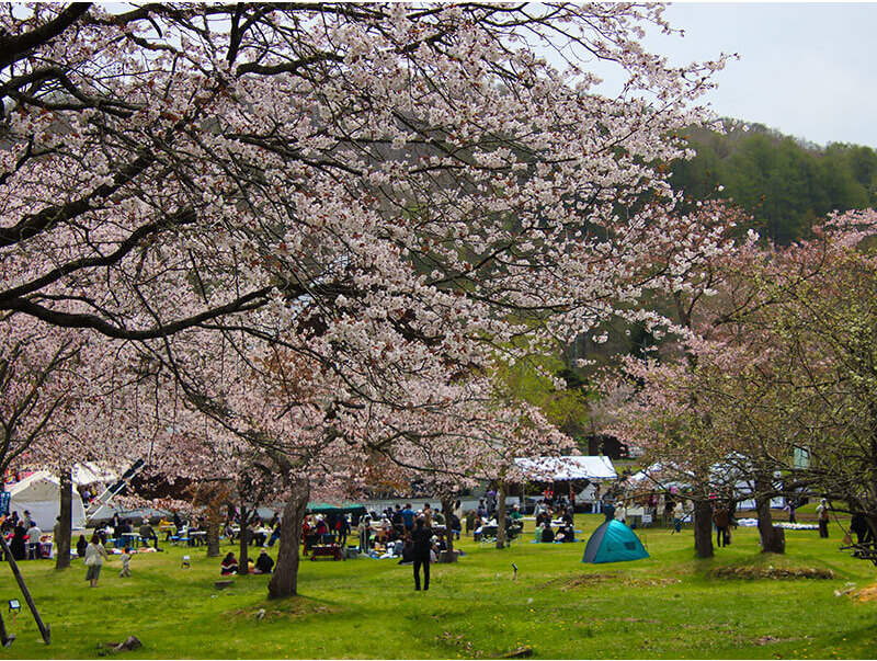 桜の木の下に敷物をしいてお花見も