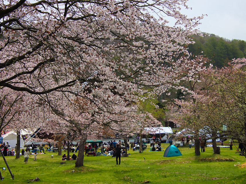 桜の木の下に敷物をしいてお花見も
