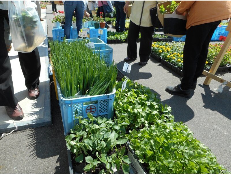 野菜の苗（ミニトマト、キュウリなど）もご用意しています