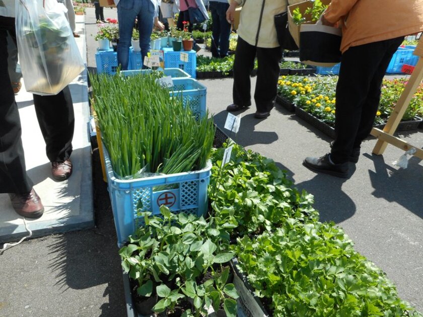 野菜の苗（ミニトマト、キュウリなど）もご用意しています