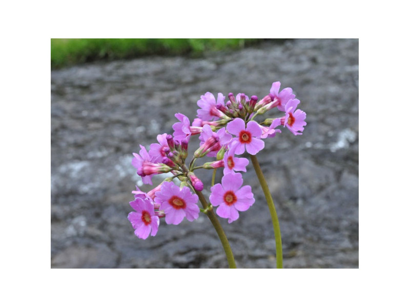 ピンクの可憐な花をつけるクリンソウ