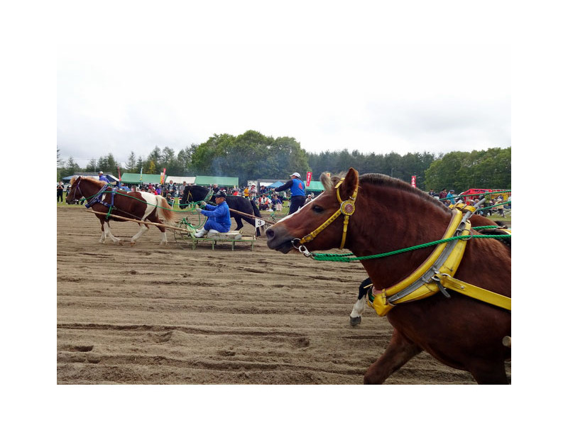 大迫力のばん馬レースを間近で見られるチャンス！