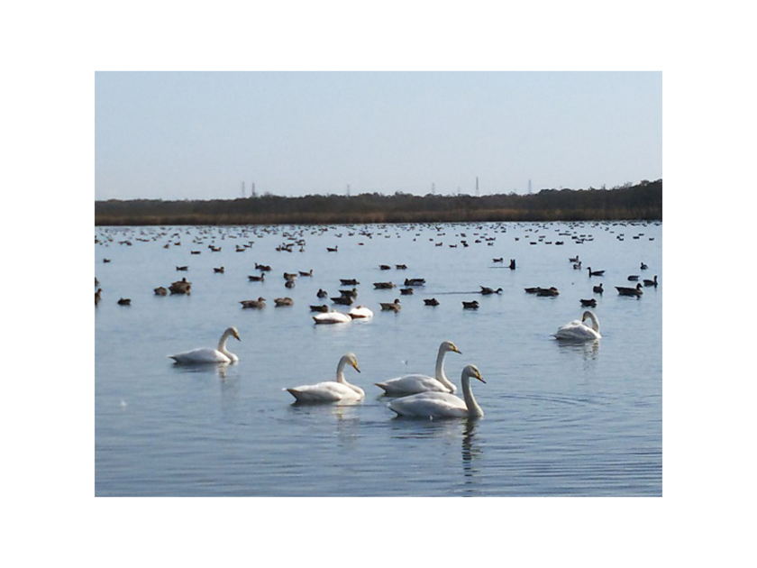 白鳥の飛来は3月～4月頃と10月～11月頃。人気のシマエナガは1年中生息しています