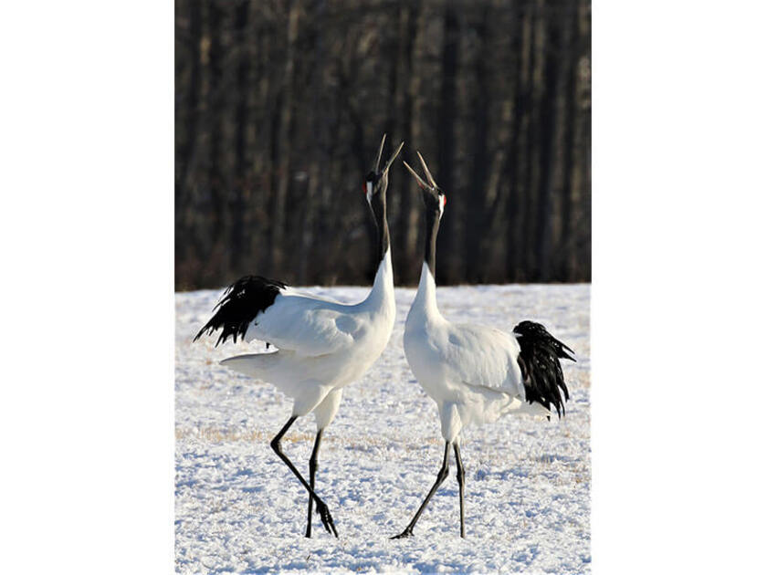 12月中旬以降はタンチョウの数が増えます。とくに鳴き合う姿は美しく神秘的(写真提供:日本野鳥の会)