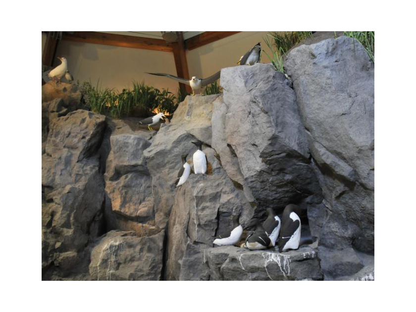 天売島にある海鳥繁殖地の崖をリアルに再現したジオラマ。音響や照明の演出で臨場感もたっぷり