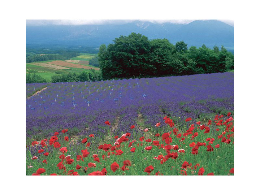 ポスターや絵葉書に登場するような絶景が楽しめる深山峠展望台からの景観は「かみふらの八景」に選ばれています