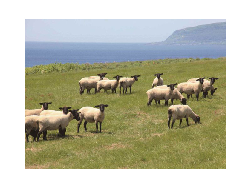 潮風が運ぶ塩分やミネラルたっぷりの牧草は羊たちのごちそう。焼尻では約500頭のサフォーク種が飼育されています