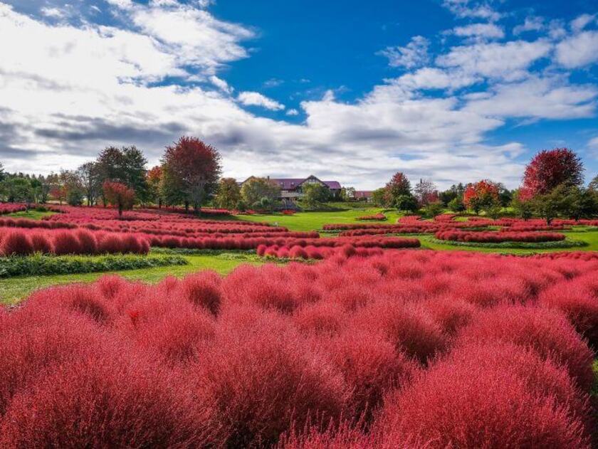 青空とコキアの紅葉した美しいコントラストは、ぜひ足を運んで見て欲しい！コキアの紅葉の見頃予想は10月上旬～10月中旬頃
