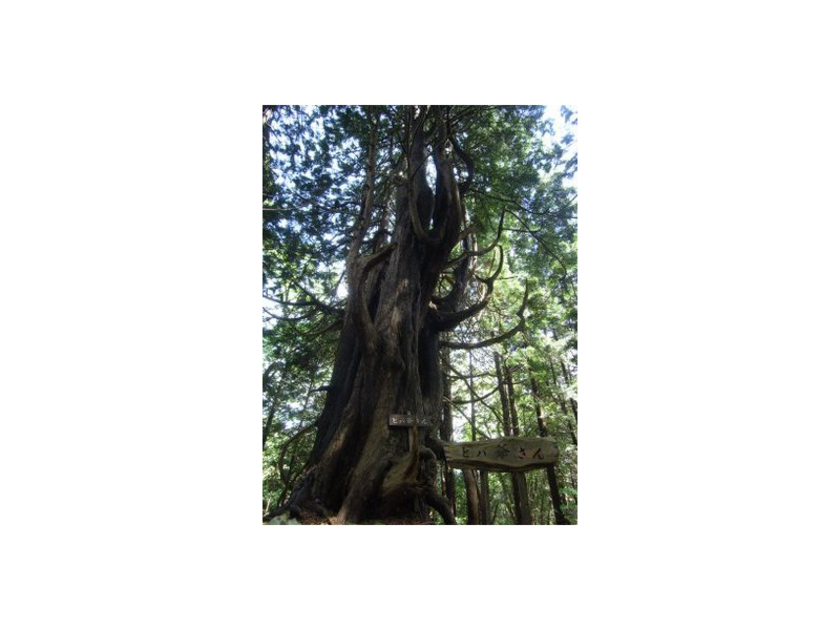 北海道では檜山・渡島地方にしか生育していないヒバ（ヒノキアスナロ）の大樹「ヒバ爺さん」は教育林の一番の名所