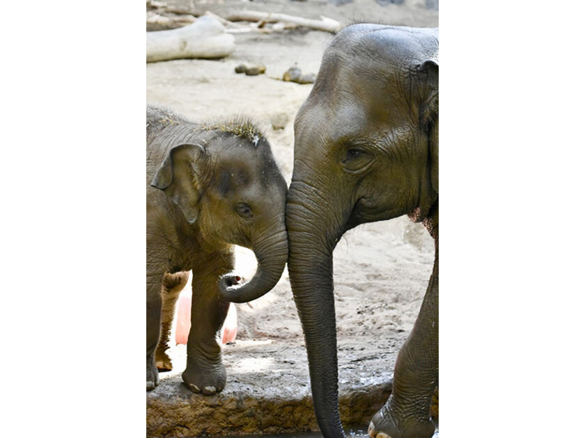 仲良く暮らす親子ゾウ