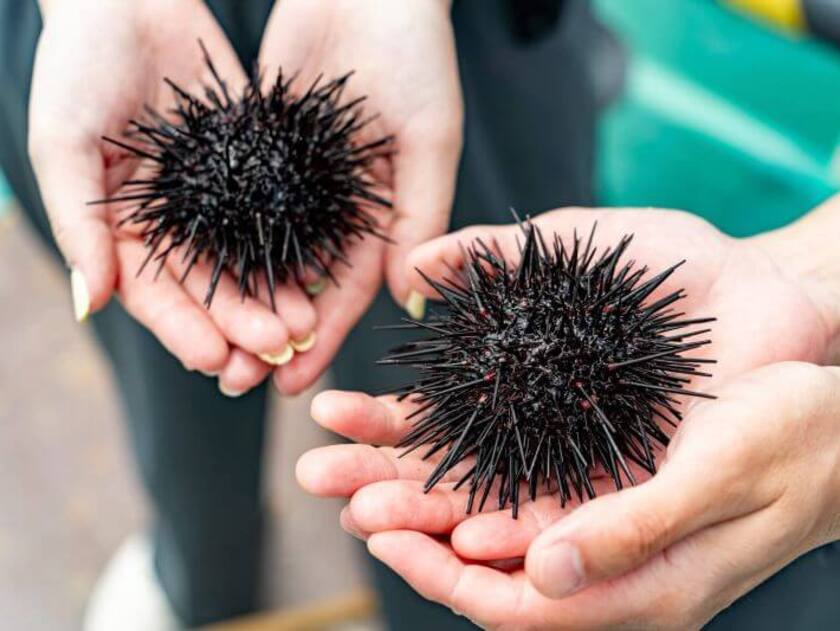 採れたてだから、もちろん鮮度はばつぐん！