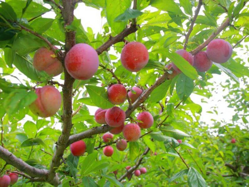 プラム（巴旦杏）は、おなじみのすもも。熟すると薄い黄色から鮮やかな紅色になり、ジューシーでさっぱりとした味わいになります（8月下旬～10月下旬）