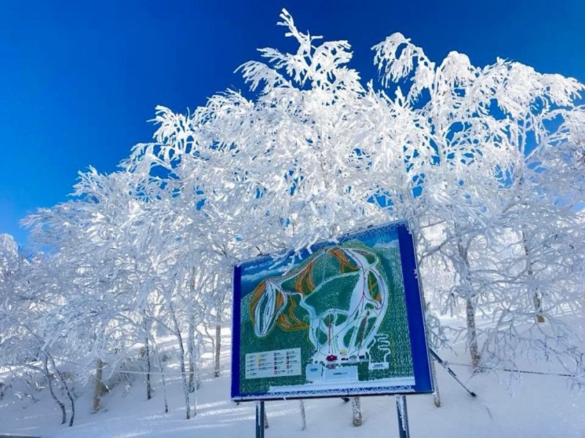 北海道の中でも特に道北の雪質は水分量をほとんど含まない「ドライパウダー」と呼ばれその雪は雪玉を作ることができないほどフワッフワ！山頂付近の樹氷はインスタ映え間違いなし。
