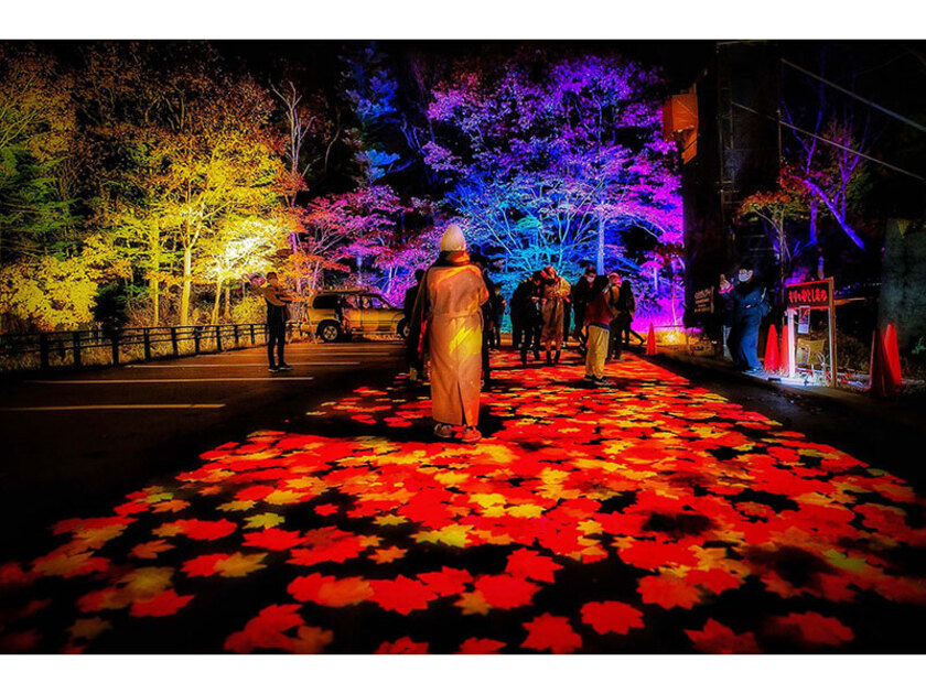 大雪山国立公園内の紅葉のライトアップイベント。美しい紅葉をご覧ください