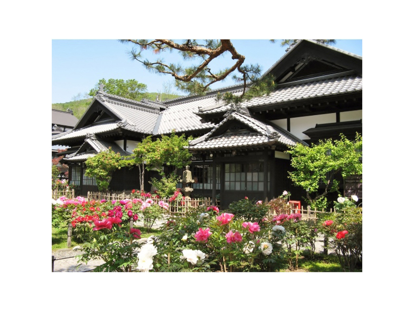 旧青山別邸の中庭に咲く大輪の花は絵になる美しさ