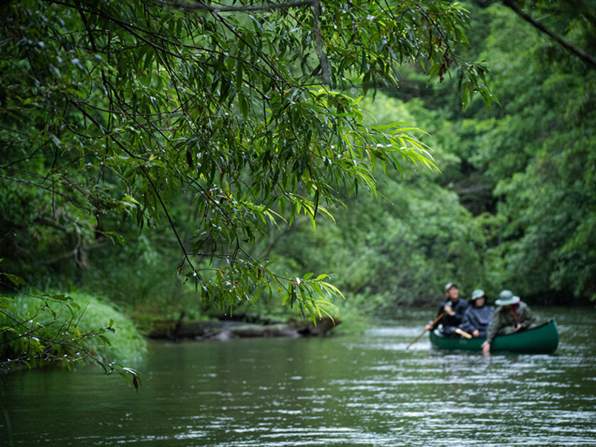 さながらジャングルのような鬱蒼とした釧路川源流を行くカヌーツアー。雨の日も素敵