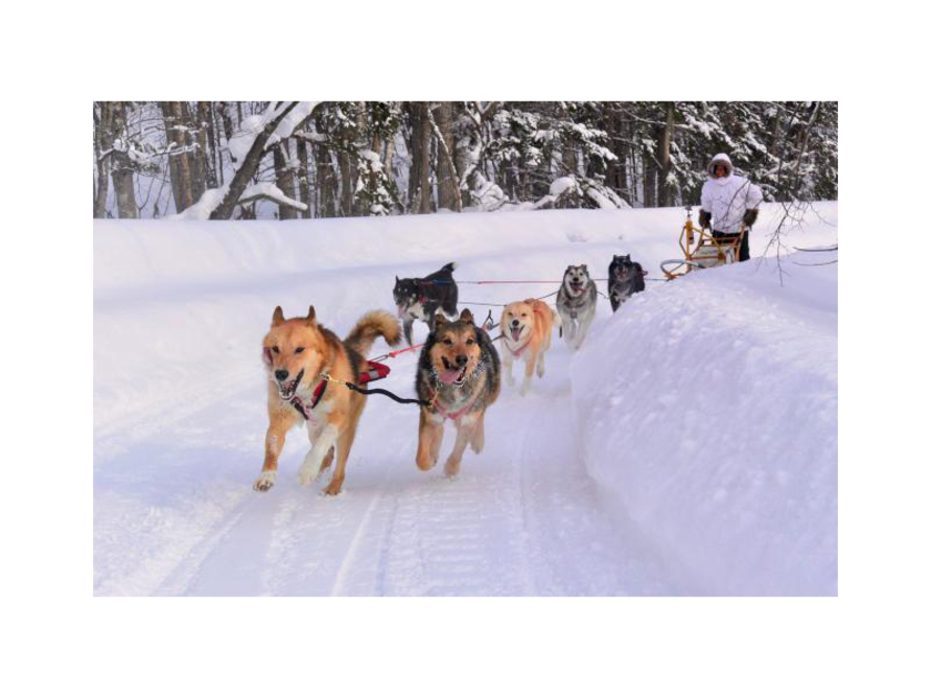 初めての方でも安心して楽しめる犬ぞり。わんちゃん達と雪原を爽快に走り抜けましょう！