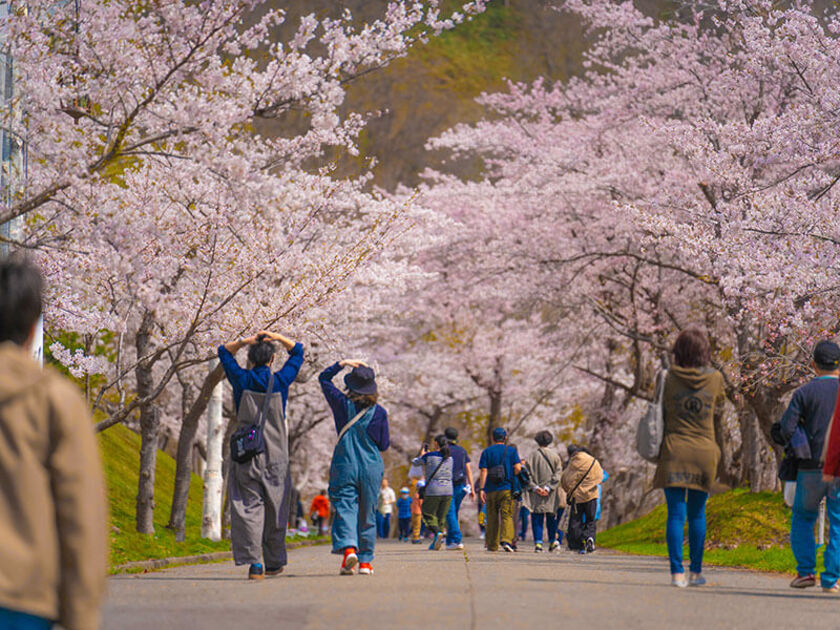 サクラの咲く時期がさまざまなので、比較的長い期間サクラを楽しめます