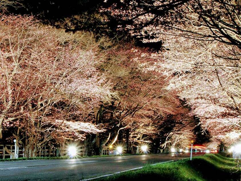 優駿さくらロードの入り口～アエル入場門までの間。近くの臨時駐車場に車を停め、夜桜の美しさを楽しんで
