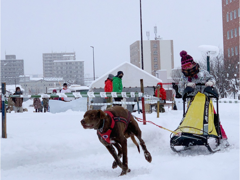 1頭から複数頭で走る犬たちは本気モード!間近で観戦できます