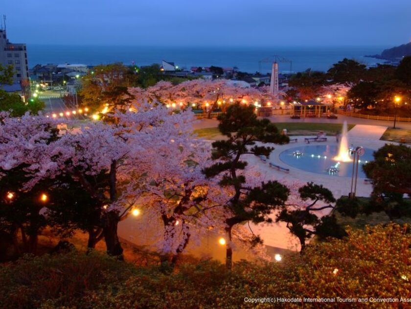五稜郭公園とともに函館を代表する桜観賞スポットである函館公園　写真提供：（一社）函館国際観光コンベンション協会