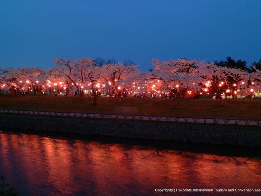 函館公園とともに函館を代表する桜観賞スポット　写真提供：（一社）函館国際観光コンベンション協会
