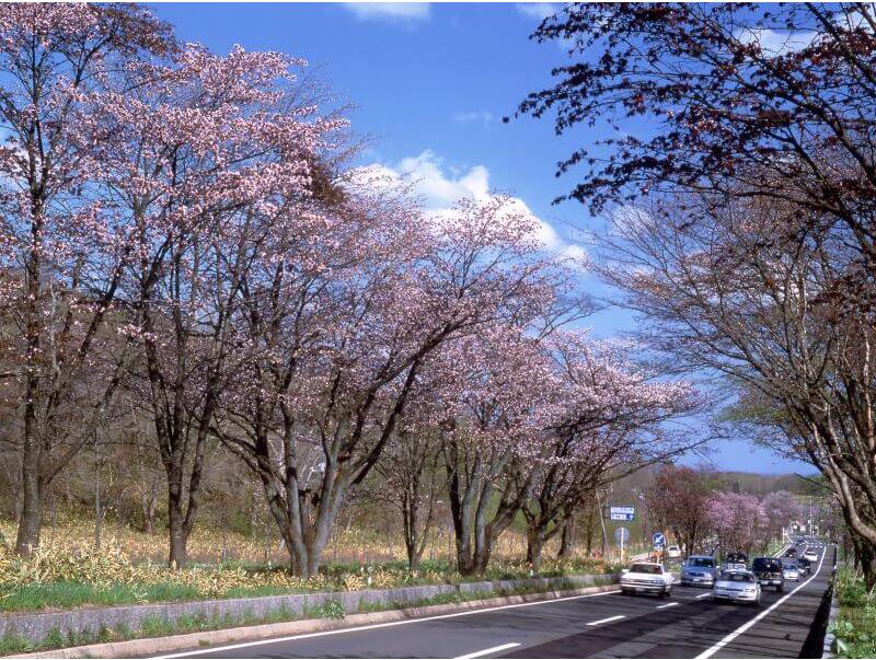 登別桜並木