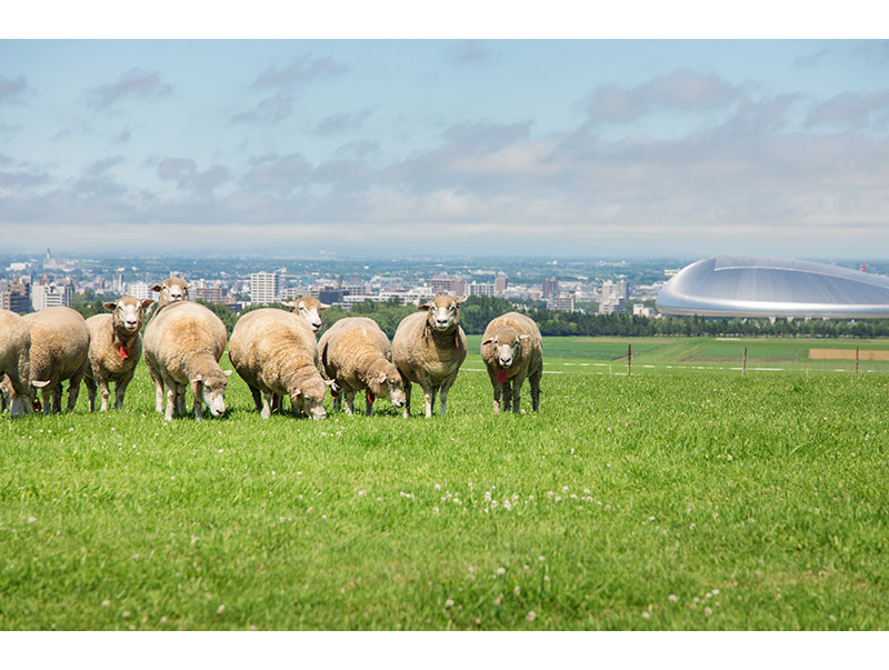 羊たちが戯れる北海道らしいのどかな景色が広がります。奥に見えるのは札幌ドーム