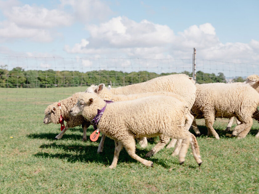 恒例の「羊たちのおさんぽレース」も開催。さっぽろ羊ヶ丘展望台では、この春5頭の羊が新たに仲間入り