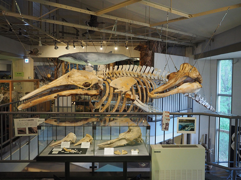 2階の自然部門展示。迫力満点のミンククジラの全身骨格とツチクジラの頭骨