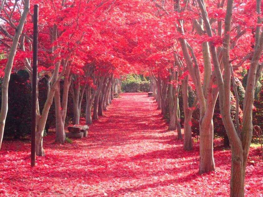 紅葉のトンネル（秋）