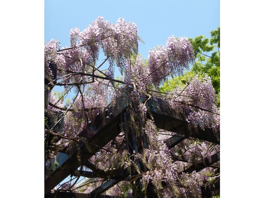 大きな藤棚一面に咲く天神藤