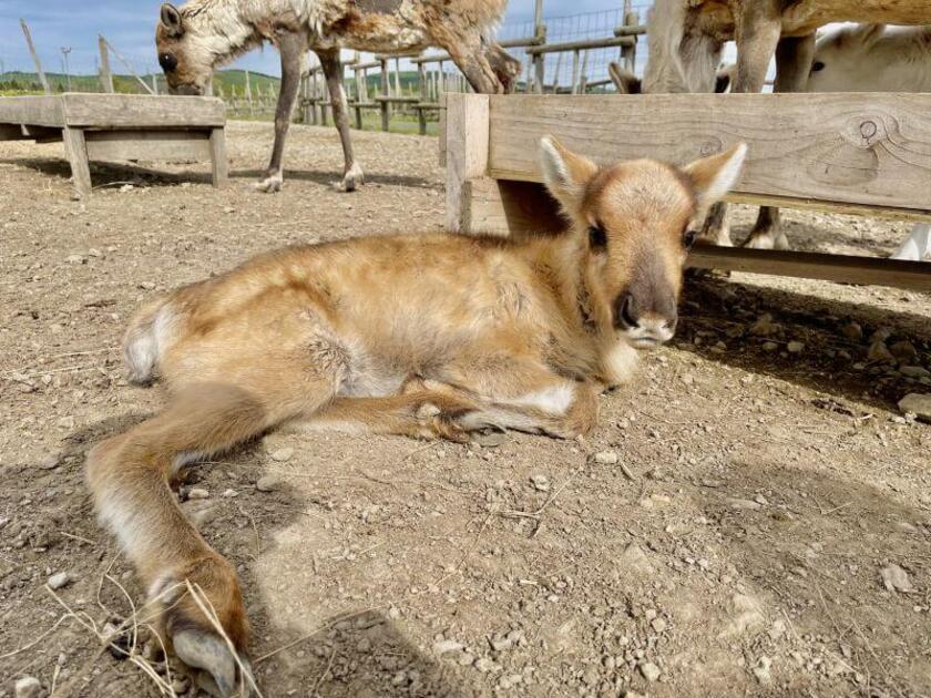 毎年5月頃に出産し、夏後半から牧場内で鑑賞することができます