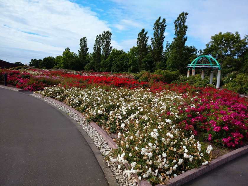 2000本のバラが咲くガーデンは3500平米の広さ。道の駅「ほっと・はぼろ」内にあり、町の有名な観光スポットのひとつです