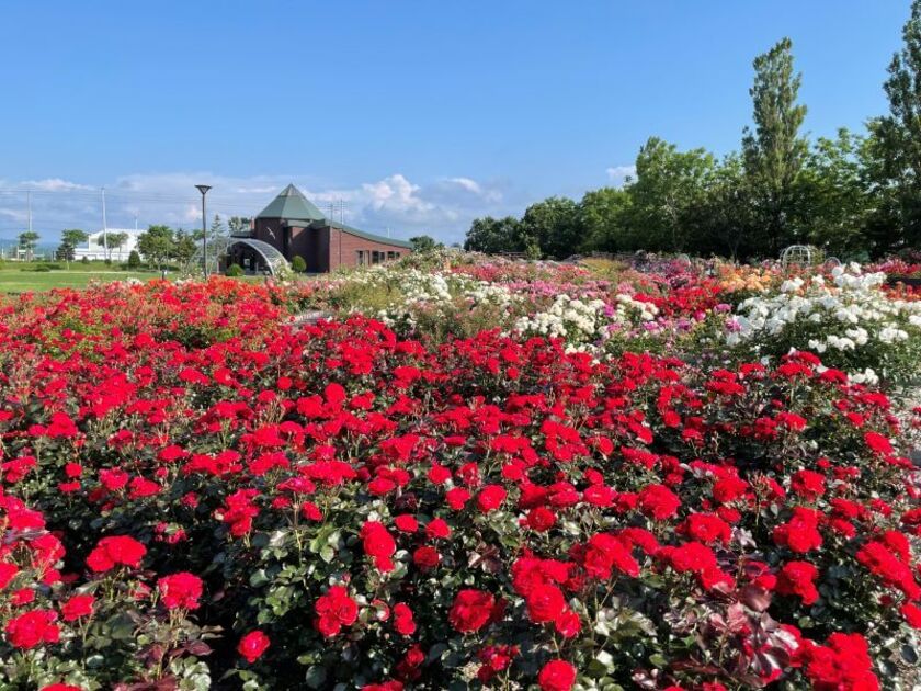 2000本のバラが咲くガーデンは3500平米の広さ。道の駅「ほっと♡はぼろ」内にあり、町の有名な観光スポットのひとつです
