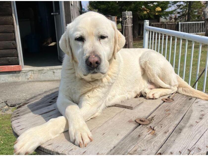 映画「見えない目撃者」に出演した「パル」