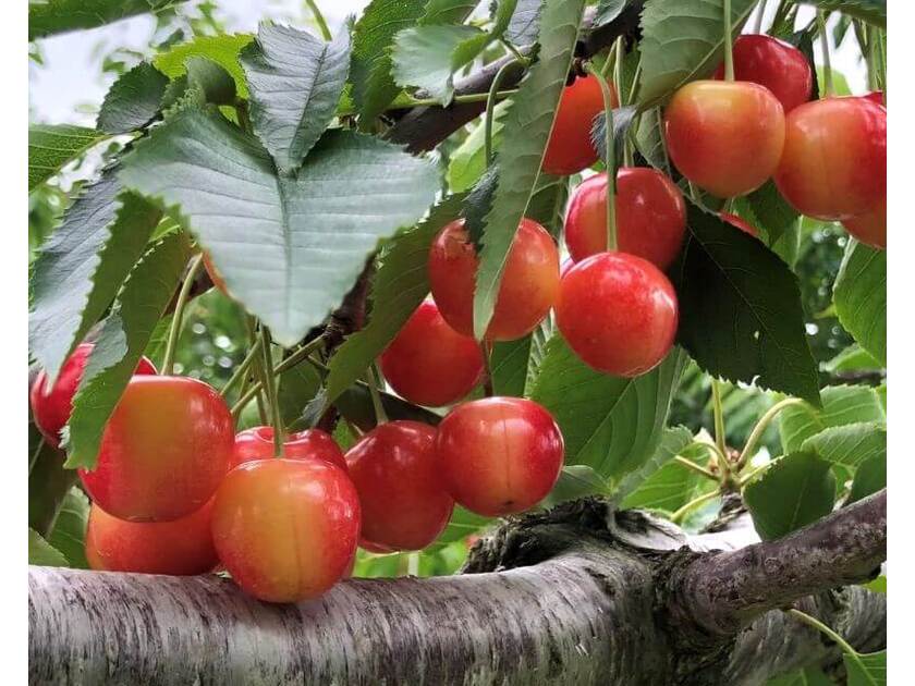 人気No.1さくらんぼ狩り!さくらんぼ狩りはもちろん、他のフルーツも種類が豊富で楽しめます