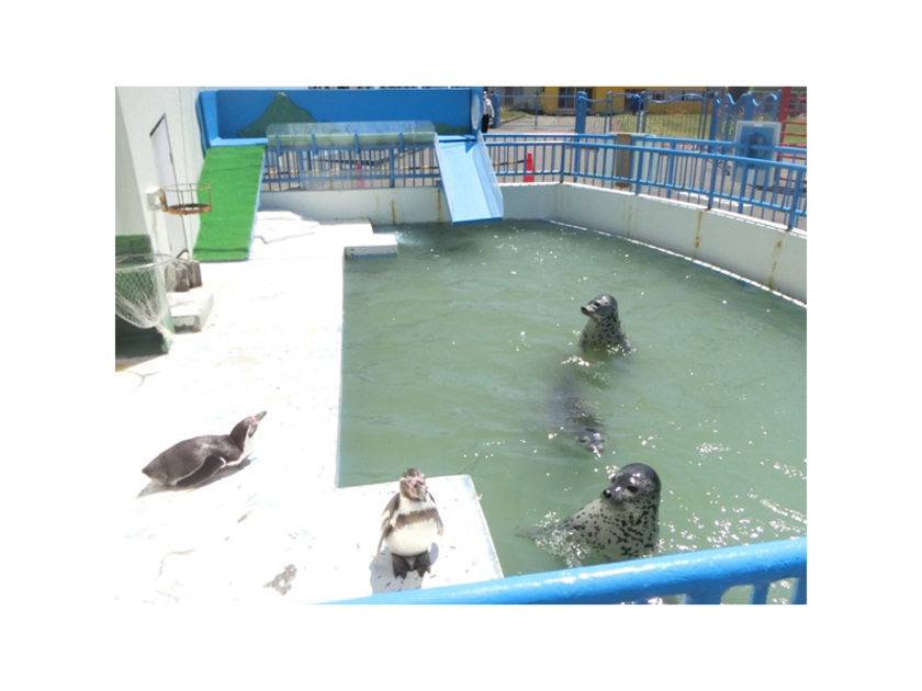 ペンギン＆アザラシショーを行うプールではフンボルトペンギンとゴマフアザラシが同居中。運が良ければペンギンとアザラシの2ショットが撮れるかも！？