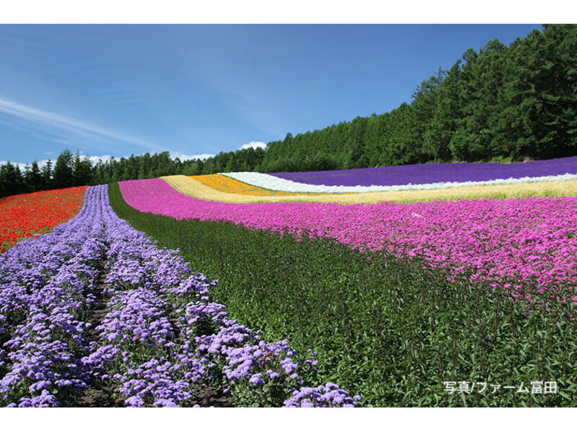 まるで虹のように色とりどりの花々が咲き誇る「彩りの畑」。例年の見ごろは7月中旬頃