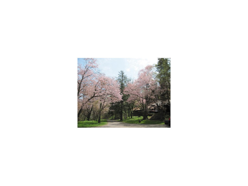 約3500本のエゾヤマザクラが咲き誇る桜の名所で、毎年多くの花見客が訪れています