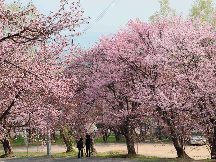 約3500本のエゾヤマザクラが咲き誇る桜の名所で、毎年多くの花見客が訪れています