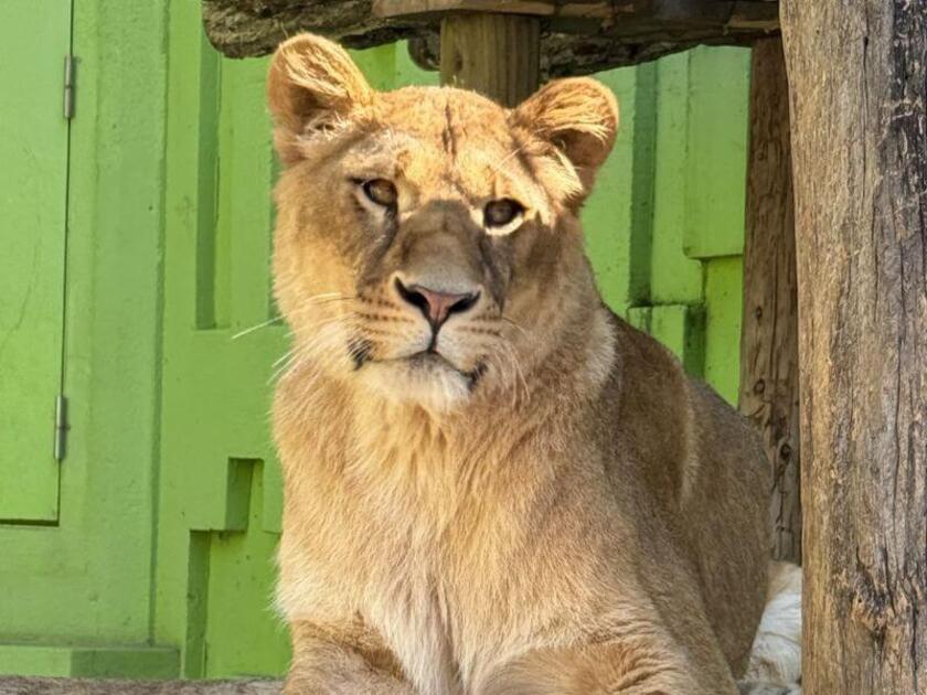 メスライオンの「フウ」