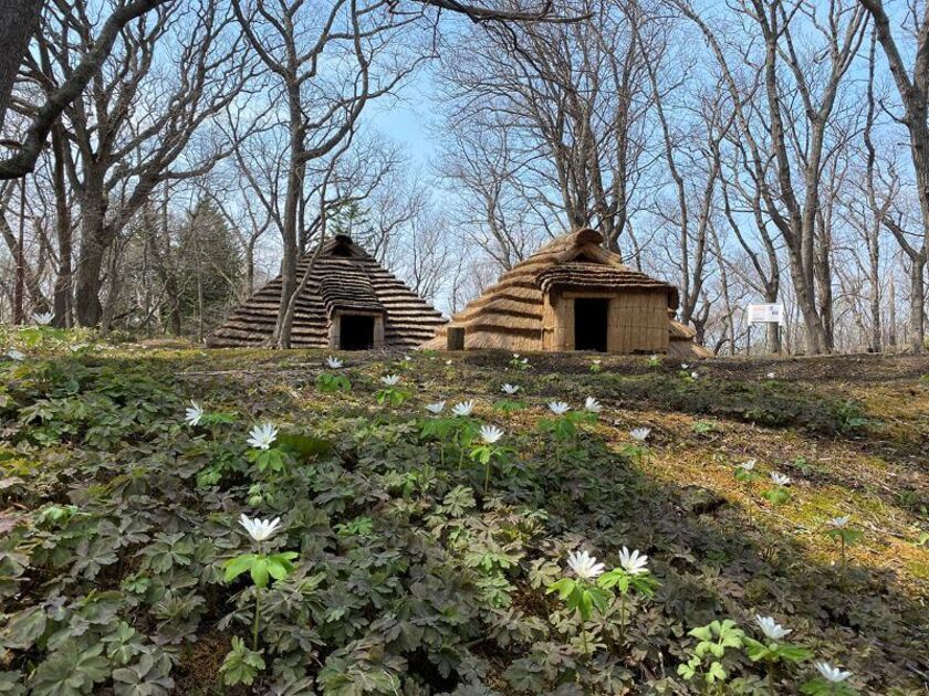 ところ遺跡の森では、本物の竪穴住居跡が地面の窪みになって残る遺跡の中に復元住居が並び、古代の村の風景が再現されています