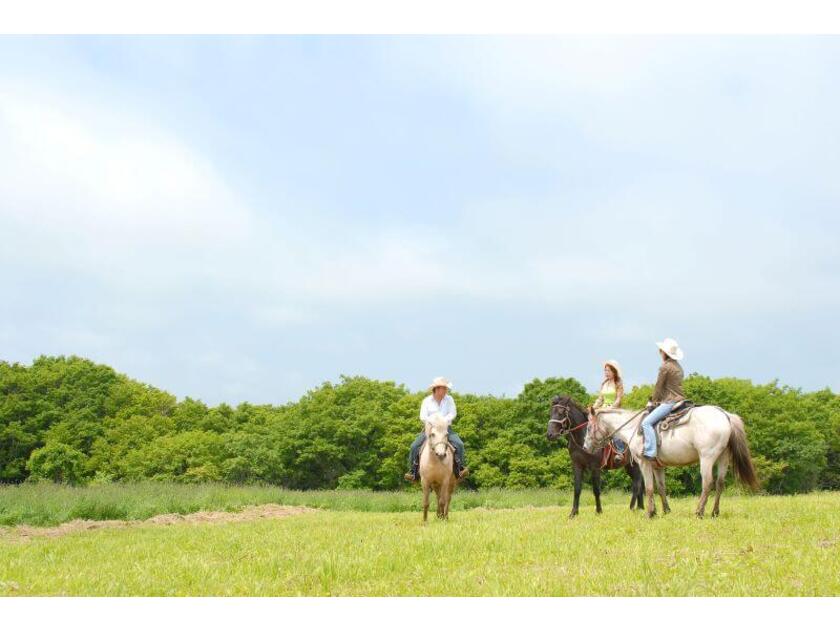 どさんこの背に揺られながら、緑と海に囲まれた自然を体感してみましょう