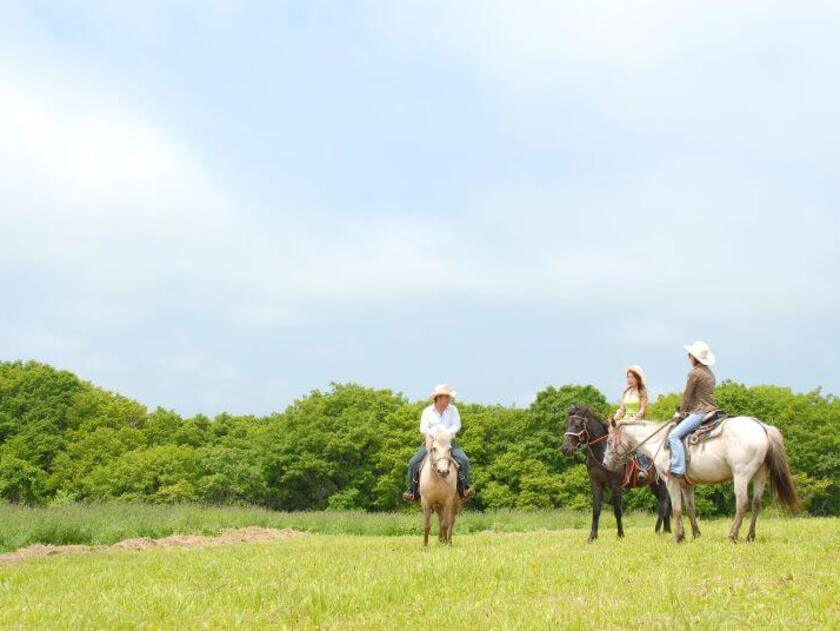 どさんこの背に揺られながら、緑と海に囲まれた自然を体感してみましょう
