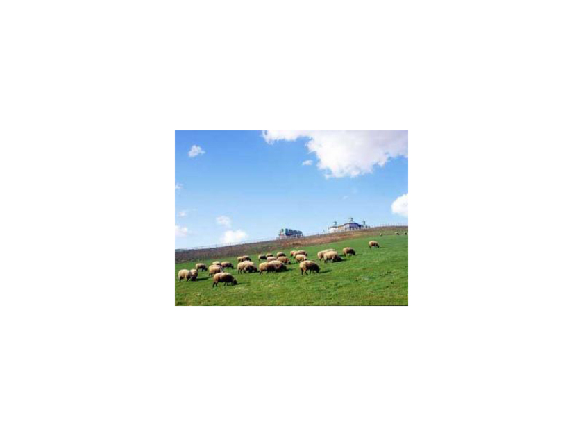 東京ドーム8個分の広大な牧場に100頭を超える羊が放牧されている景観は雄大かつのどか。心が癒されます