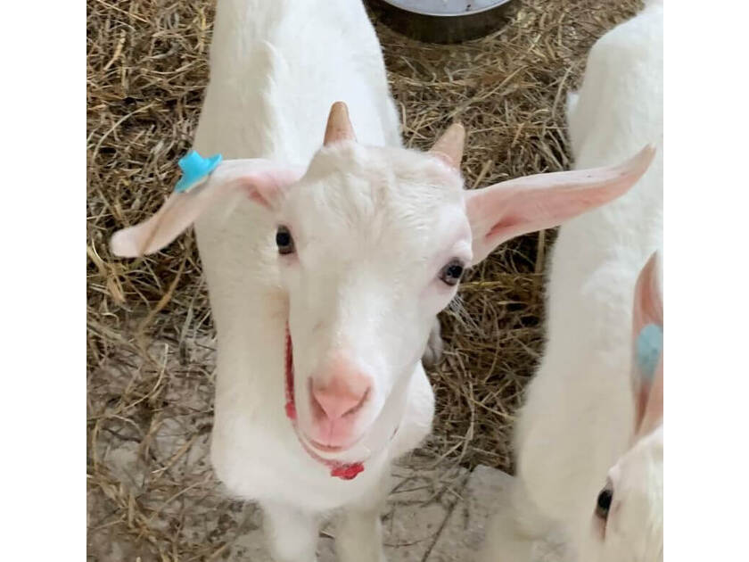 ハイジ牧場といえば、かわいいヤギたち!