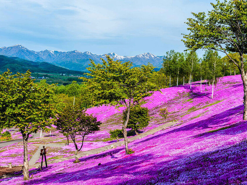 芝ざくらと青い空、遠く北見山地の残雪とのコントラストが美しい