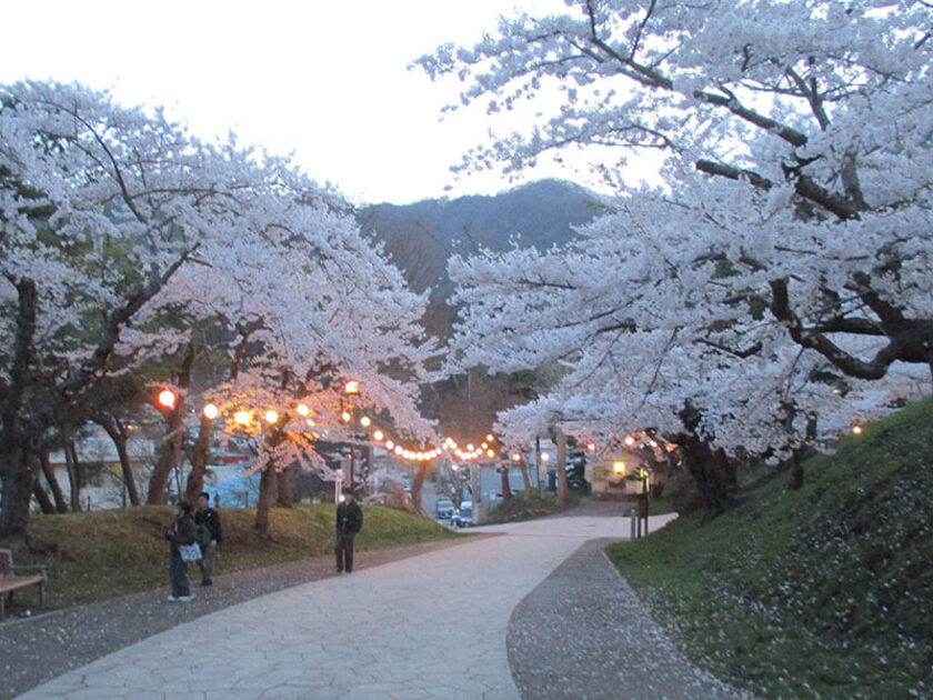夜桜見 東京の夜桜ガイド／東京の観光公式サイトGO TOKYO