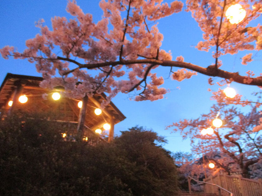 函館公園夜桜花見電飾｜北海道観光｜ぐうたび北海道